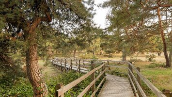 Holzweg durch die Schwanheimer Düne | © Isabela Pacini