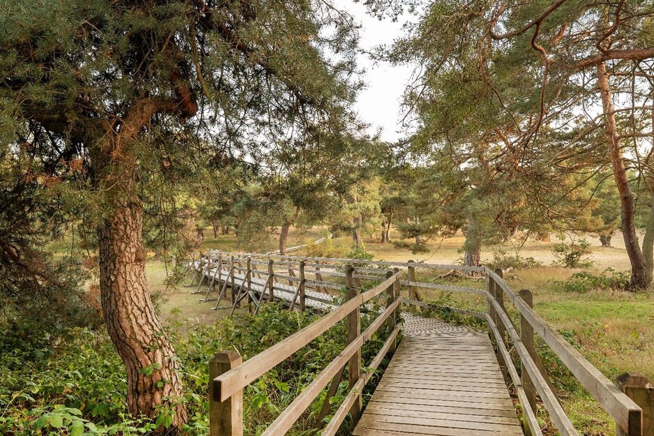 Holzweg durch die Schwanheimer Düne | © Isabela Pacini