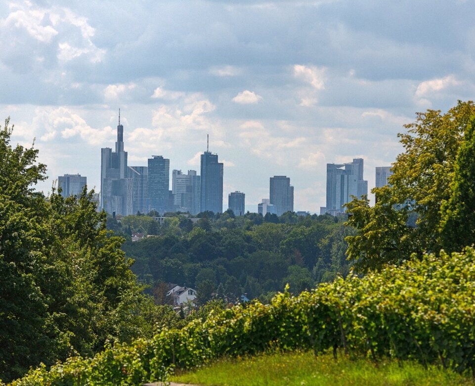Blick auf die Skyline von Frankfurt von den Weingärten vom Lohrberg aus | © Holger Ullmann
