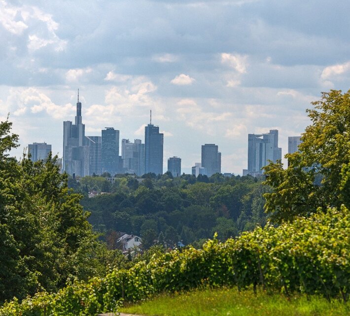 Blick auf die Skyline von Frankfurt von den Weingärten vom Lohrberg aus | © Holger Ullmann