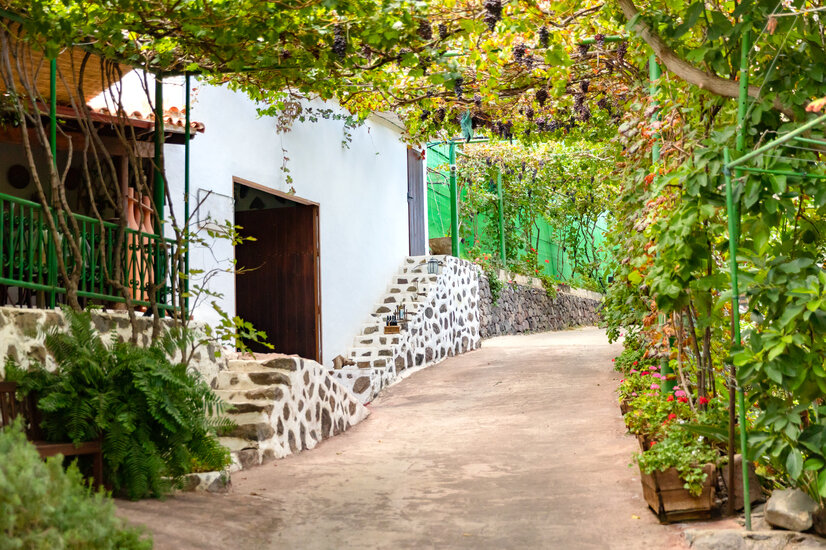 Gasse mit Weinreben überwachsen | © Envato Elements