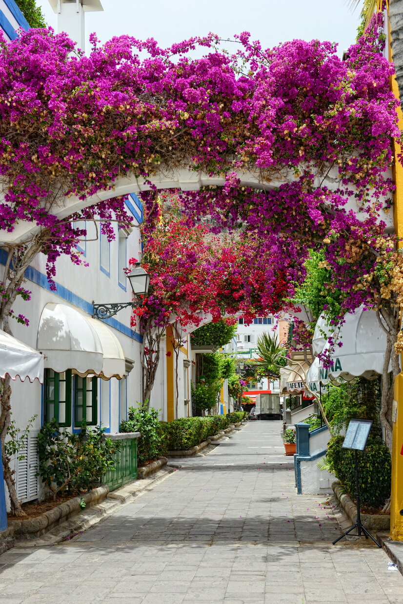 Blumenüberwachsene Gasse in Puerto de Mogan | © Envato Elements