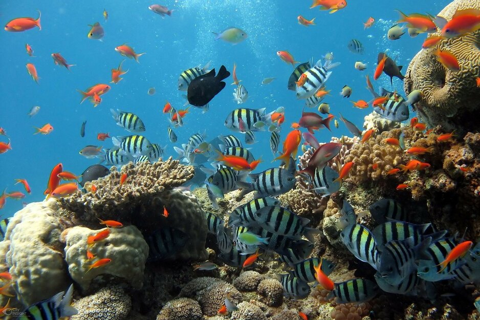 Korallenriff mit bunten Fischen | © unsplash