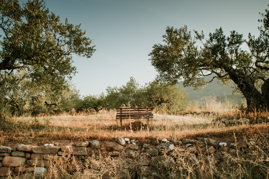 Holzbank inmitten eines Olivenhains | © Unsplash