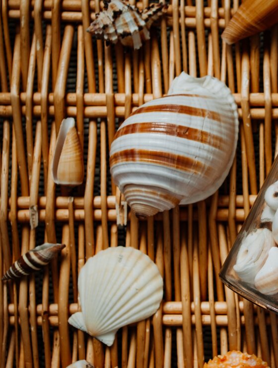 Lose Muscheln und Muscheln im Glas | © Pexels
