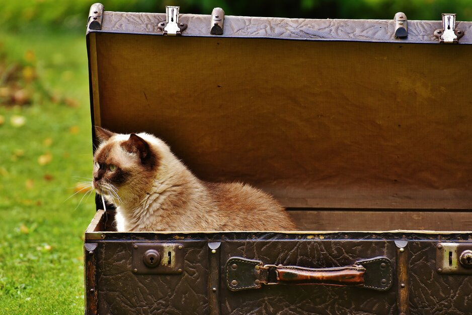 Braune Katze in geöffneten Koffer | © Pexels