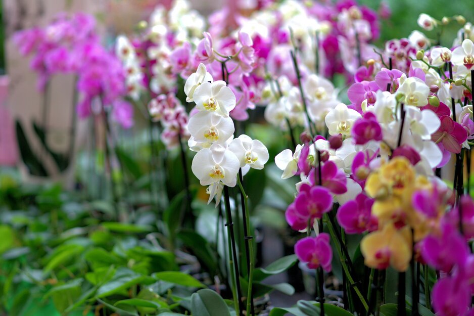 Bunte Orchideen | © Pixabay