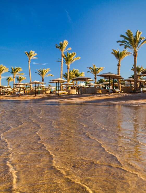 Strand mit Palmen in Hurghada  | © Envato Elements