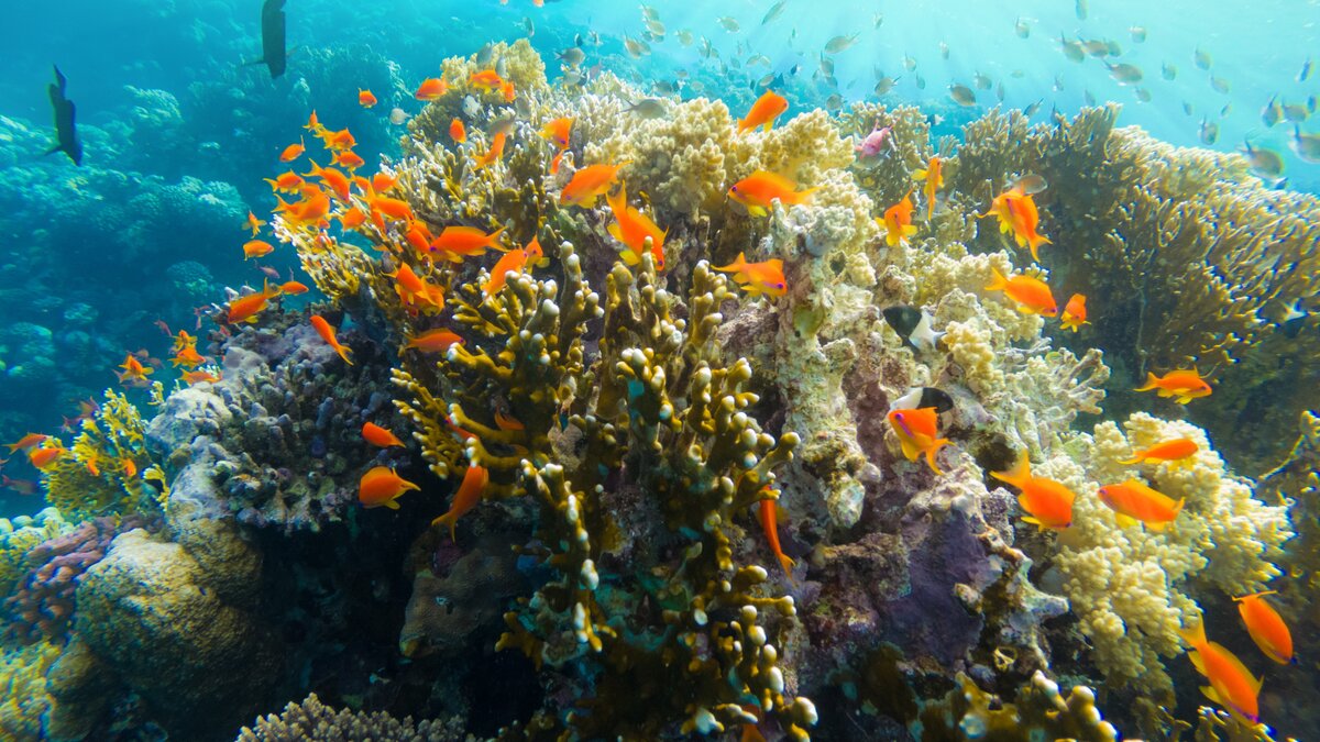 Buntes Korallenriff im Roten Meer | © Envato Elements