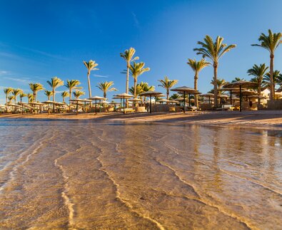 Strand mit Palmen in Hurghada  | © Envato Elements