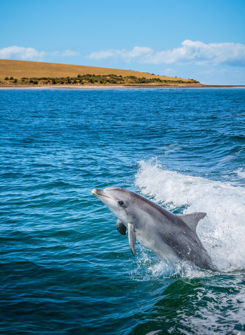 Delphin springt aus dem Meer | © Envato Elements