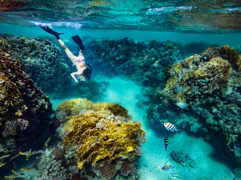 Touristin schnorchelt im Korallenriff im Roten Meer | © Envato Elements Touristin schnorchelt im Korallenriff im Roten Meer | © Envato Elements