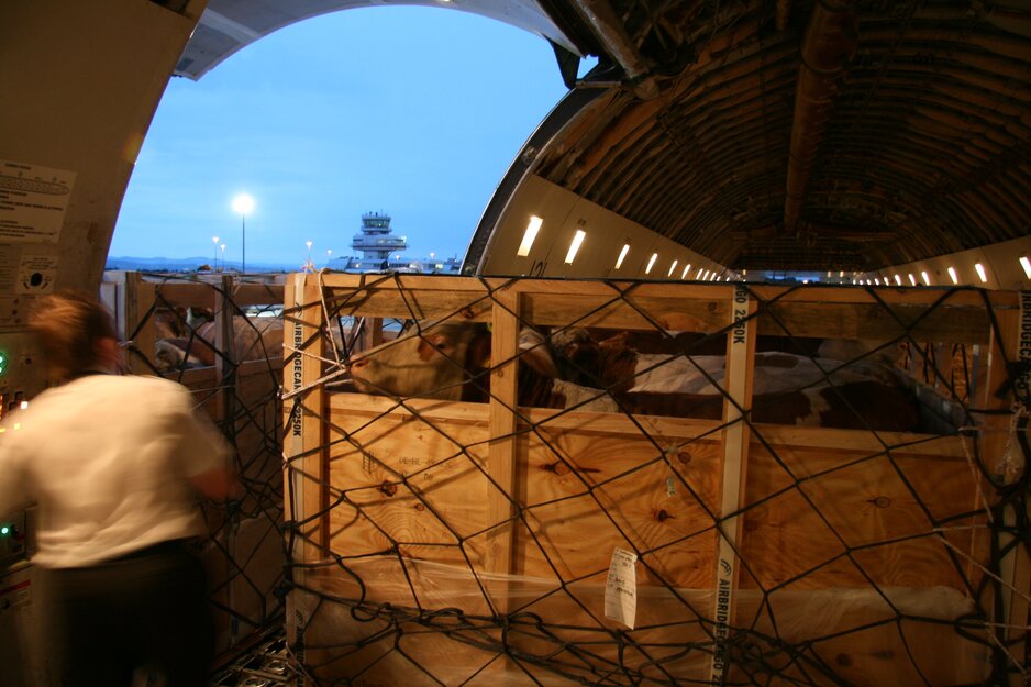 Beladung_Rinder_in_Flugzeug